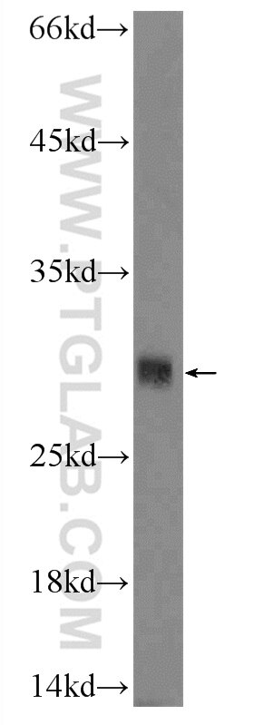 CD300LF Polyclonal antibody