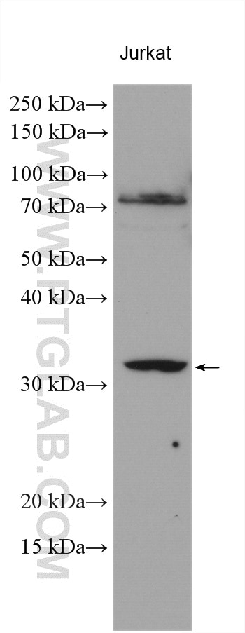 Western Blot (WB) analysis of various lysates using CD300LF Polyclonal antibody (13334-1-AP)