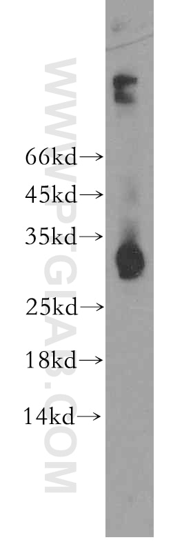 Western Blot (WB) analysis of U-937 cells using CD300LF Polyclonal antibody (13334-1-AP)