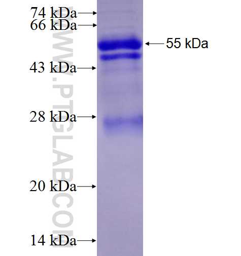 CD300LF fusion protein Ag4150 SDS-PAGE