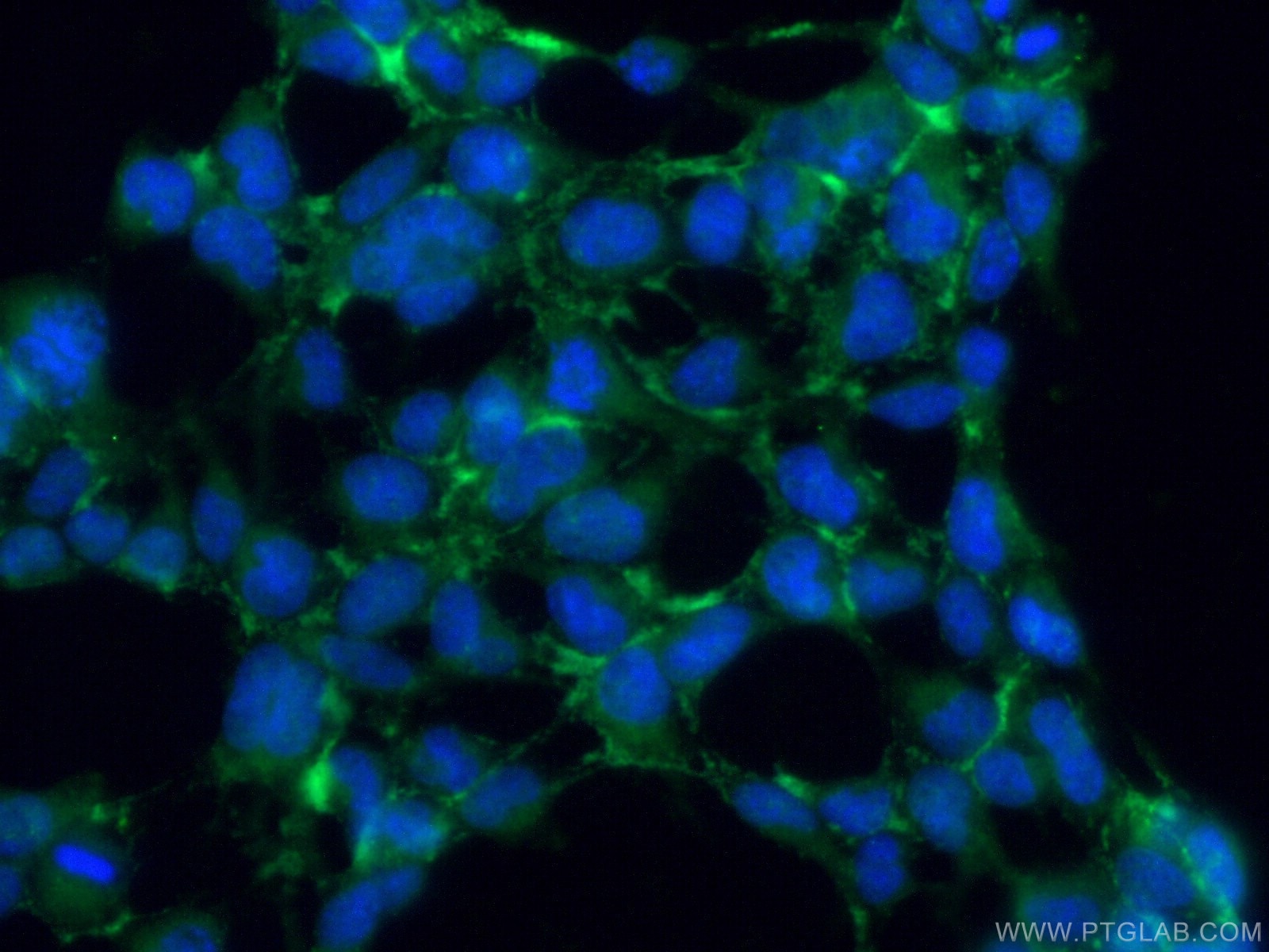 Immunofluorescence (IF) / fluorescent staining of HEK-293 cells using CD300LG Polyclonal antibody (15426-1-AP)