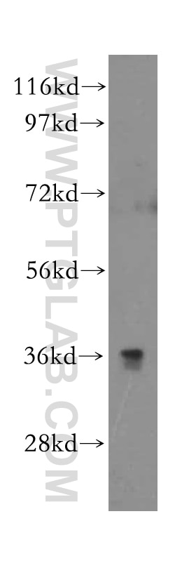 Western Blot (WB) analysis of HepG2 cells using CD300LG Polyclonal antibody (15426-1-AP)