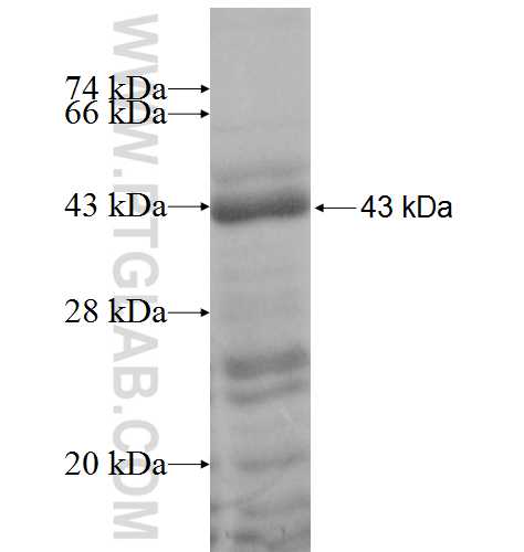 CD300LG fusion protein Ag8075 SDS-PAGE
