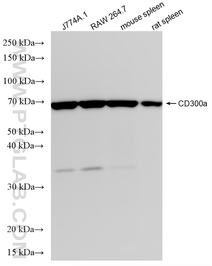 Western Blot (WB) analysis of various lysates using CD300a Recombinant monoclonal antibody (87050-1-RR)