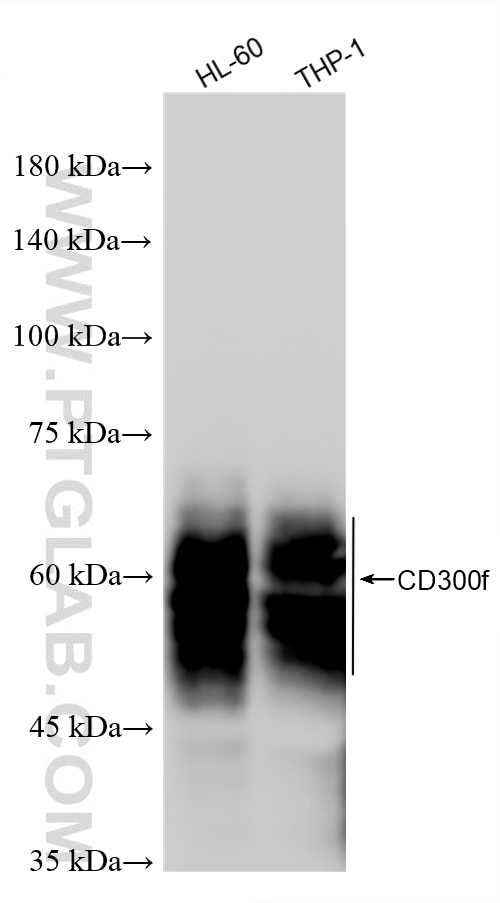WB analysis using 87497-1-RR Western Blot (WB) analysis of various lysates using CD300f Recombinant monoclonal antibody (87497-1-RR)