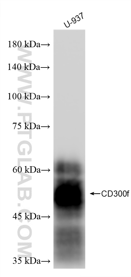 WB analysis of U-937 using 87497-1-RR Western Blot (WB) analysis of U-937 cells using CD300f Recombinant monoclonal antibody (87497-1-RR)