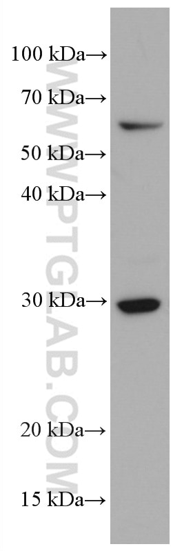 Western Blot (WB) analysis of HL-60 cells using CD302 Monoclonal antibody (66640-1-Ig)
