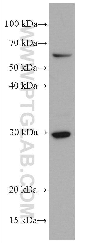 WB analysis of HL-60 using 66640-1-Ig