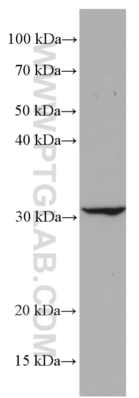 Western Blot (WB) analysis of RAW 264.7 cells using CD302 Monoclonal antibody (66640-1-Ig)