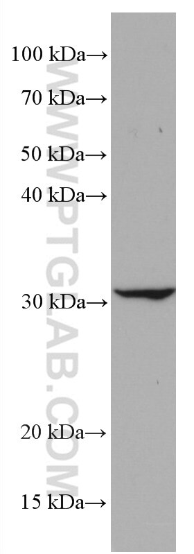 WB analysis of RAW 264.7 using 66640-1-Ig