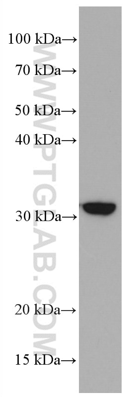 Western Blot (WB) analysis of DC2.4 cells using CD302 Monoclonal antibody (66640-1-Ig)