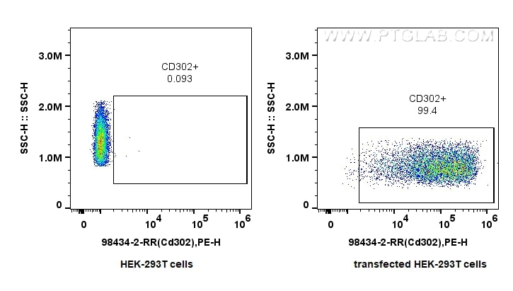 1x10^6 HEK-293T cells (left) or CD302 transfected HEK-293T cells (right) were surface stained with 0.25 ug Anti-Mouse CD302 Rabbit RecAb (98434-2-RR, Clone: 242893C3) and PE-Conjugated Goat Anti-Rabbit IgG(H+L). Cells were not fixed. Flow cytometry (FC) experiment of Transfected HEK-293T cells using Anti-Mouse CD302 Rabbit Recombinant Antibody (98434-2-RR)