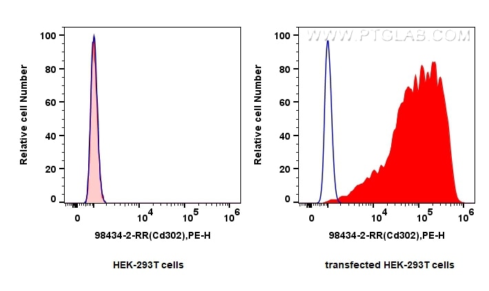 1x10^6 HEK-293T cells (left) or CD302 transfected HEK-293T cells (right) were surface stained with 0.25 ug Anti-Mouse CD302 Rabbit RecAb (98434-2-RR, Clone:242893C3) (red) or Rabbit IgG Isotype Control RecAb (98136-1-RR, Clone: 240953C9) (blue), and PE-Conjugated Goat Anti-Rabbit IgG(H+L). Cells were not fixed. Flow cytometry (FC) experiment of Transfected HEK-293T cells using Anti-Mouse CD302 Rabbit Recombinant Antibody (98434-2-RR)