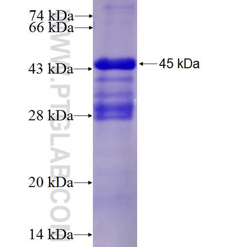 CD302 fusion protein Ag9557 SDS-PAGE