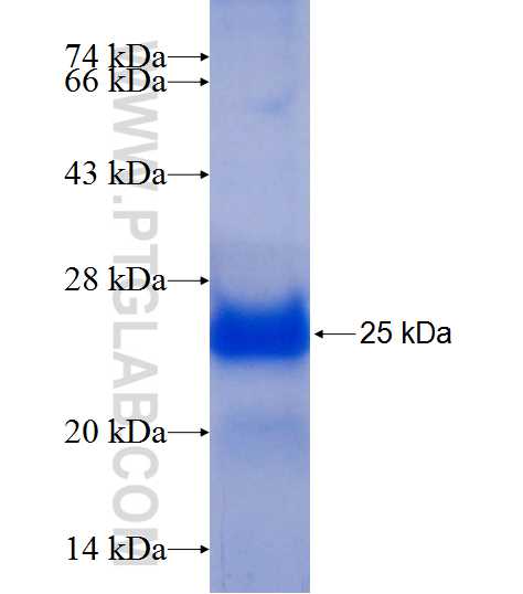 CD302 fusion protein Ag9873 SDS-PAGE