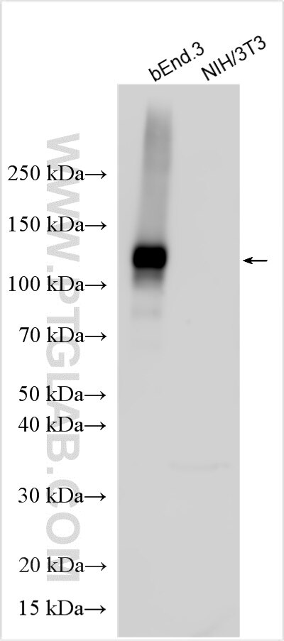 Western Blot (WB) analysis of various lysates using CD31 Polyclonal antibody (32387-1-AP)