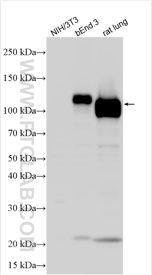 Western Blot (WB) analysis of various lysates using CD31 Polyclonal antibody (33075-1-AP)