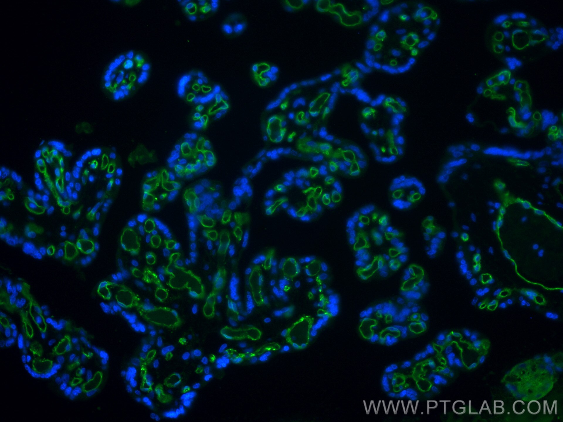 Immunofluorescence (IF) / fluorescent staining of human placenta tissue using CD31 Monoclonal antibody (66065-2-Ig)