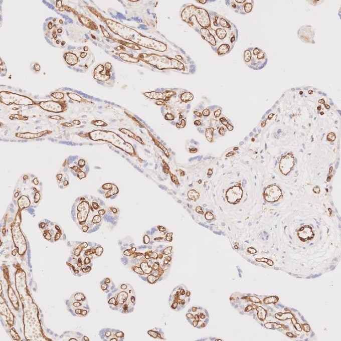 Immunohistochemistry (IHC) staining of human placenta tissue using CD31 Monoclonal antibody (66065-2-Ig)