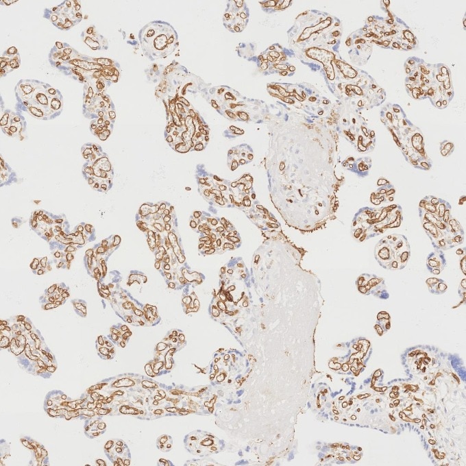 Immunohistochemistry (IHC) staining of human placenta tissue using CD31 Monoclonal antibody (66065-2-Ig)