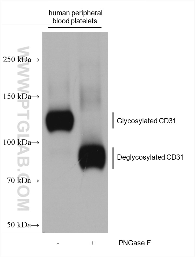 Western Blot (WB) analysis of various lysates using CD31 Monoclonal antibody (66065-2-Ig)