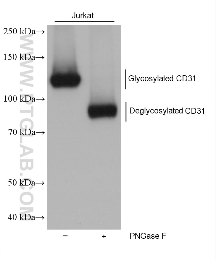 Western Blot (WB) analysis of various lysates using CD31 Monoclonal antibody (66065-2-Ig)