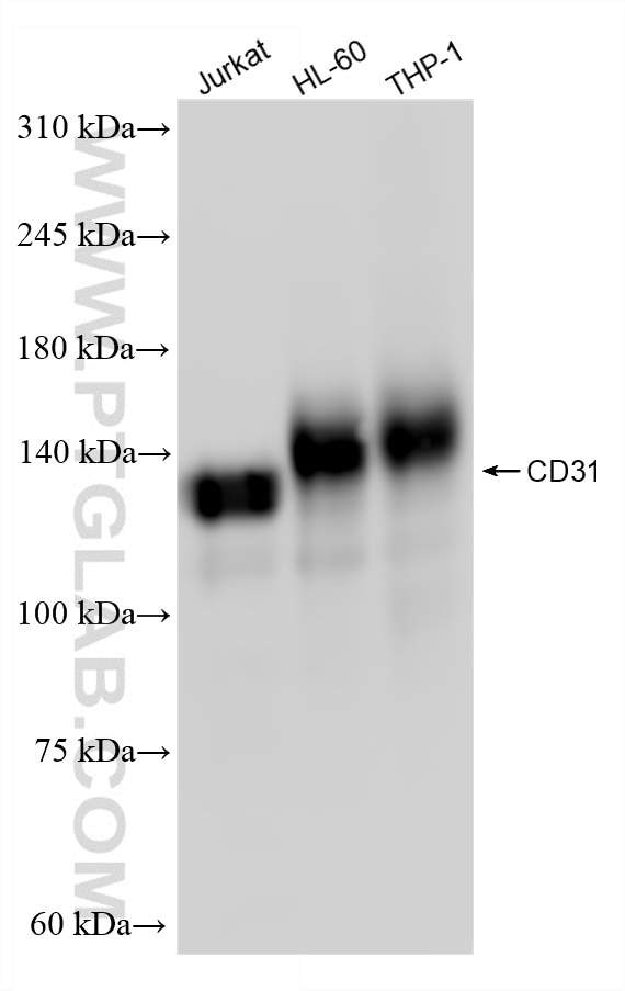 Western Blot (WB) analysis of various lysates using CD31 Recombinant monoclonal antibody (80773-4-RR)