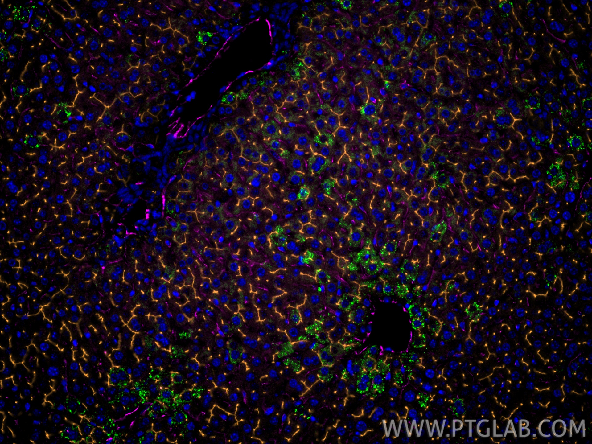 IF Staining of mouse liver using 84607-4-RR (same clone as 84607-4-PBS) Immunofluorescence (IF) / fluorescent staining of mouse liver tissue using CD31 Recombinant monoclonal antibody (84607-4-RR)