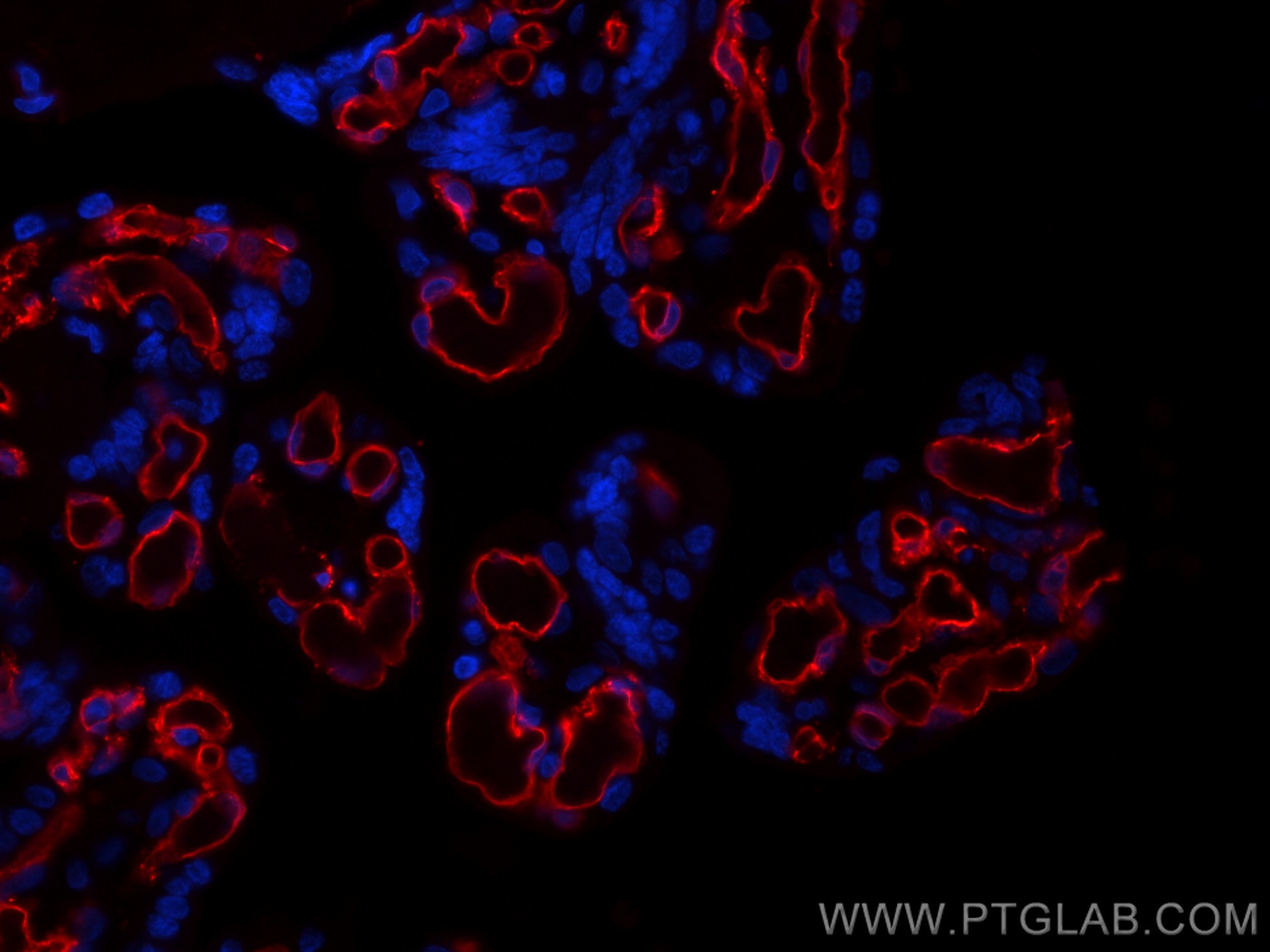 Immunofluorescence (IF) / fluorescent staining of human placenta tissue using CoraLite®594-conjugated CD31 Monoclonal antibody (CL594-66065)