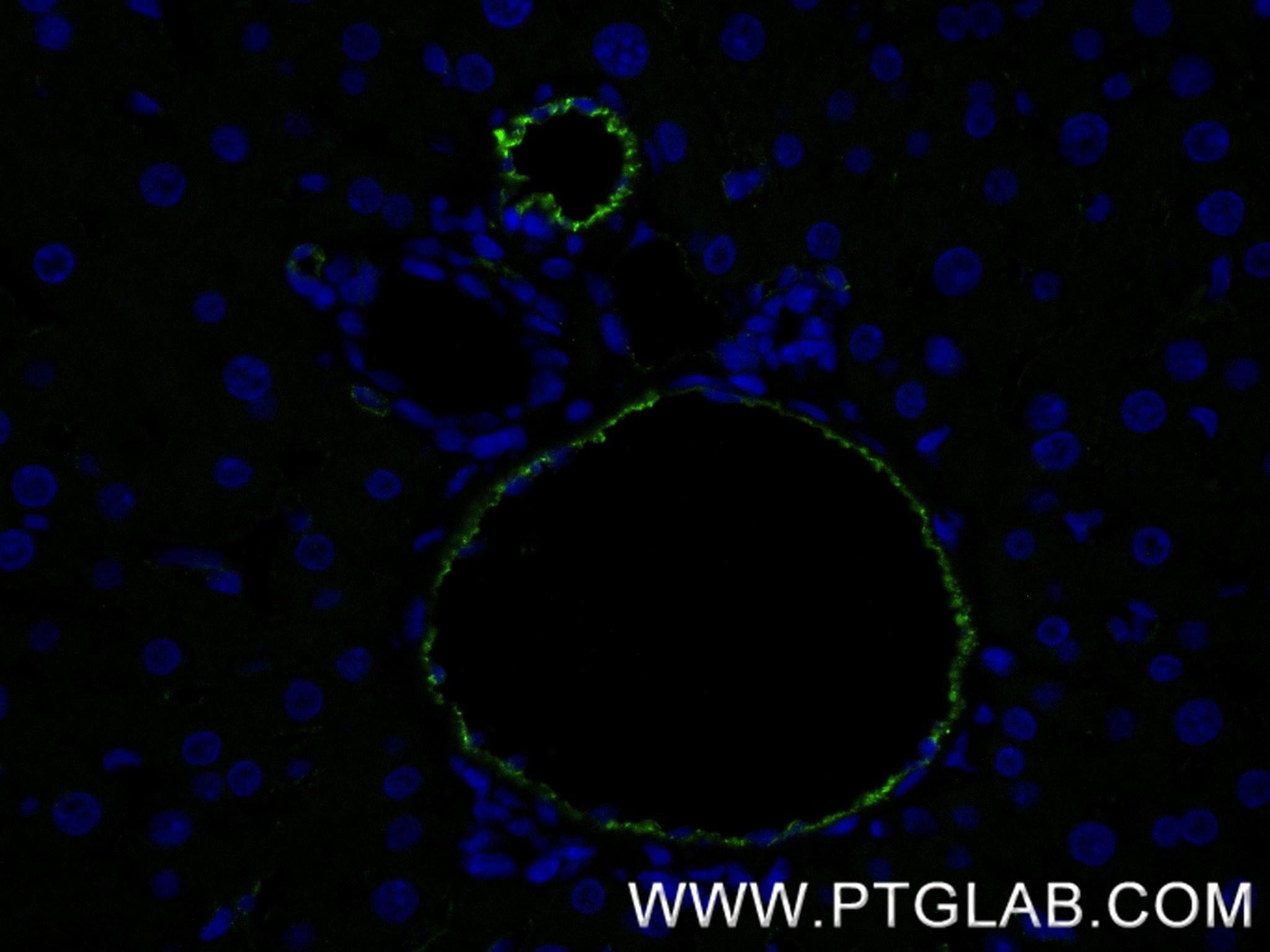 Immunofluorescence (IF) / fluorescent staining of rat liver tissue using CD31 Recombinant antibody (85898-4-RR)