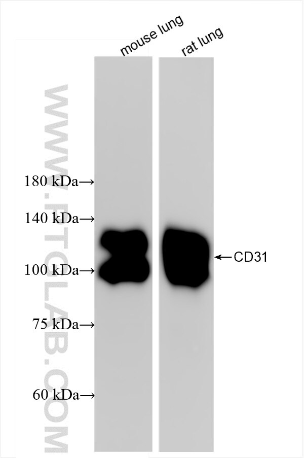 Western Blot (WB) analysis of various lysates using CD31/PECAM-1 Recombinant antibody (85898-4-RR)