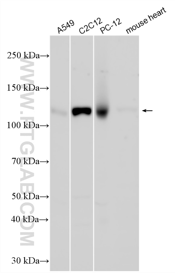 WB analysis using 33875-1-AP Western Blot (WB) analysis of various lysates using CD315/PTGFRN Polyclonal antibody (33875-1-AP)