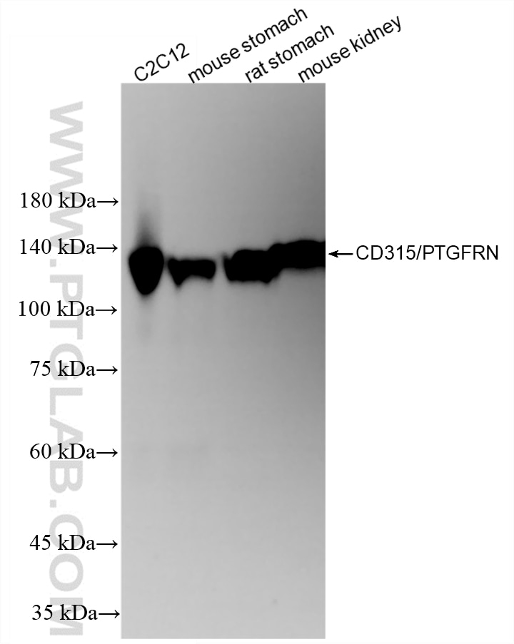 Western Blot (WB) analysis of various lysates using CD315/PTGFRN Recombinant monoclonal antibody (87433-1-RR)