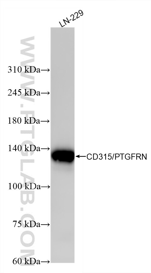 Western Blot (WB) analysis of LN-229 cells using CD315/PTGFRN Recombinant monoclonal antibody (87504-1-RR)