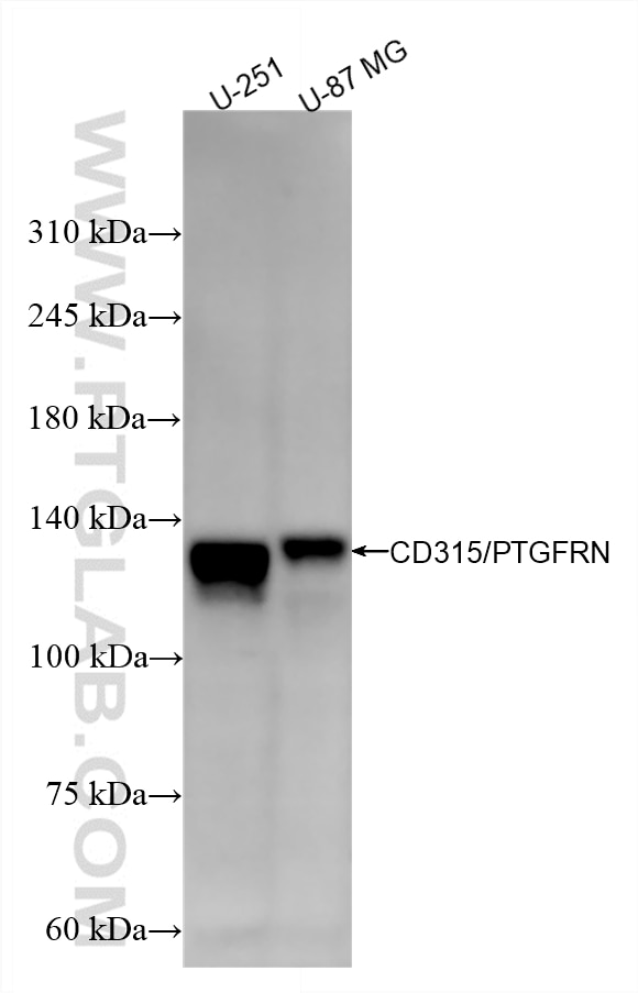 Western Blot (WB) analysis of various lysates using CD315/PTGFRN Recombinant monoclonal antibody (87504-1-RR)