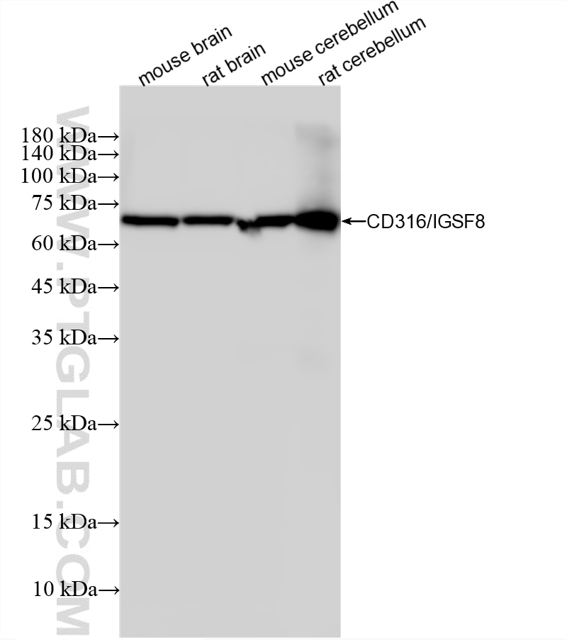 Western Blot (WB) analysis of various lysates using CD316/IGSF8 Recombinant monoclonal antibody (87310-1-RR)