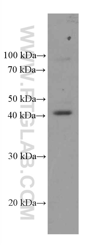 Western Blot (WB) analysis of Raji cells using FCGR2A / CD32a Monoclonal antibody (66529-1-Ig)