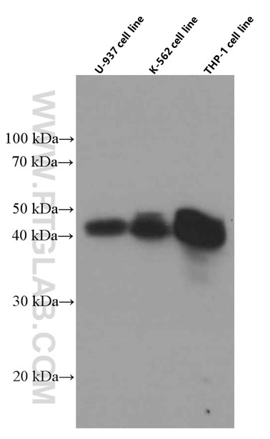 Western Blot (WB) analysis of U-937 cells using FCGR2A / CD32a Monoclonal antibody (66529-1-Ig)