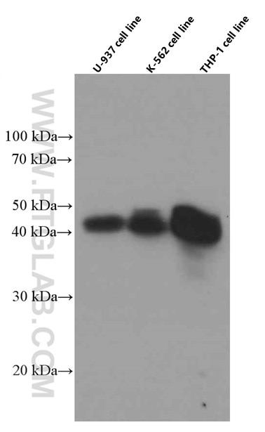 WB analysis of U-937 using 66529-1-Ig