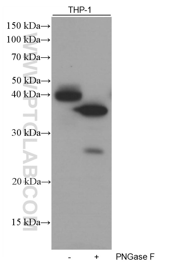 Western Blot (WB) analysis of THP-1 cells using FCGR2A / CD32a Monoclonal antibody (66529-1-Ig)