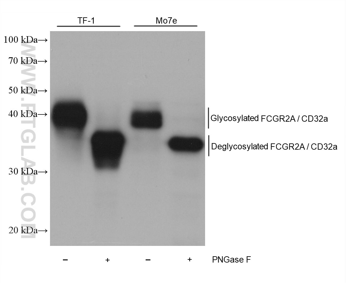 Western Blot (WB) analysis of various lysates using FCGR2A / CD32a Monoclonal antibody (66529-1-Ig)