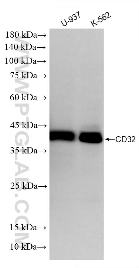 Various lysates were subjected to SDS PAGE followed by western blot with 86588-2-RR (FCGR2A+FCGR2B(CD32) antibody) at dilution of 1:1000 incubated at room temperature for 1.5 hours. This data was developed using the same antibody clone with 86588-2-PBS in a different storage buffer formulation. Western Blot (WB) analysis of various lysates using CD32 Recombinant monoclonal antibody (86588-2-RR)