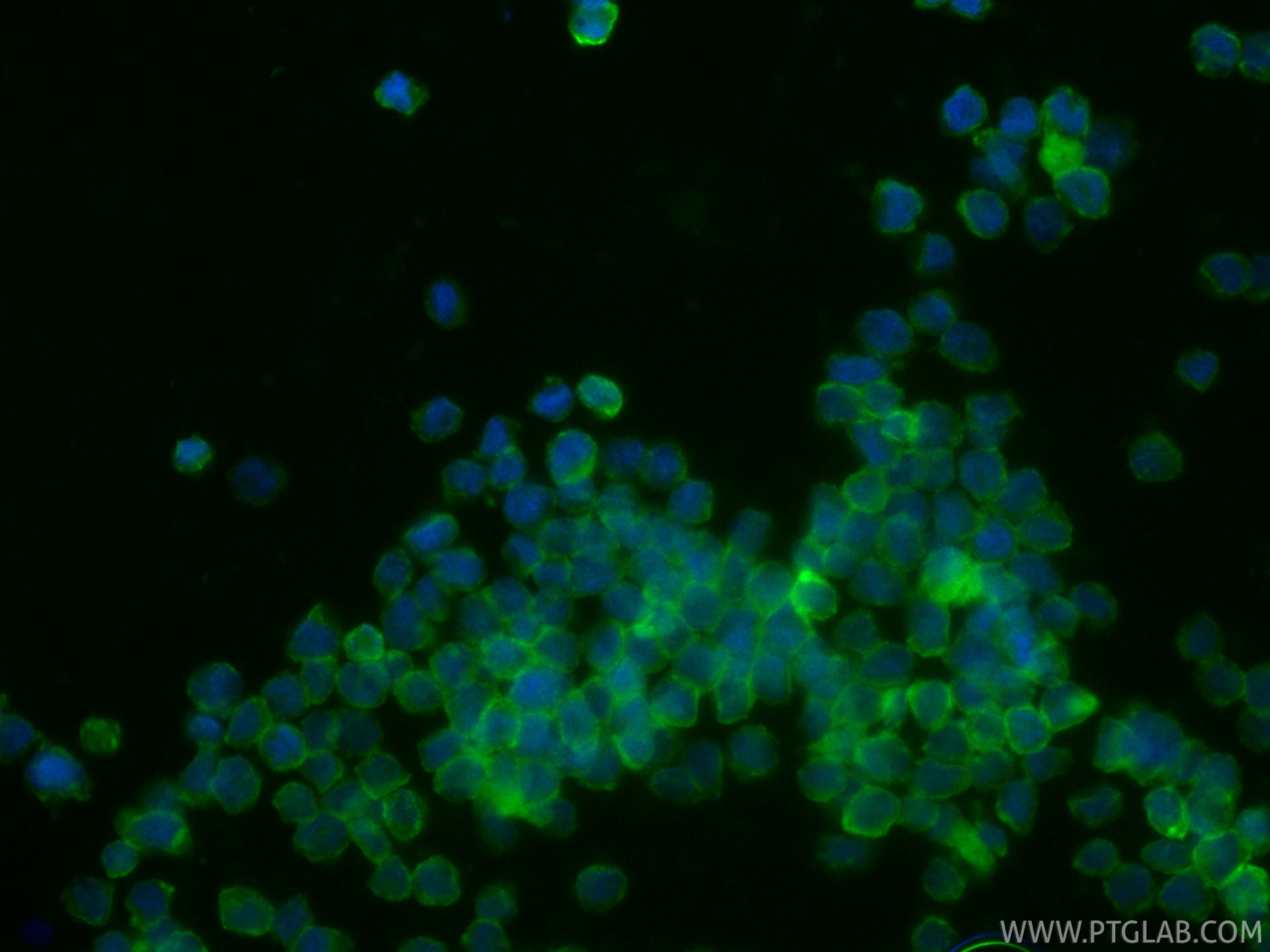 IF Staining of U-937 using CL488-86588-2 Immunofluorescence (IF) / fluorescent staining of U-937 cells using CoraLite® Plus 488-conjugated CD32 Recombinant mon (CL488-86588-2)