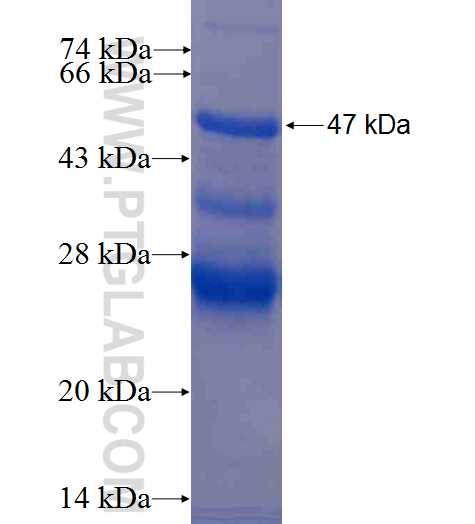 CD320 fusion protein Ag0344 SDS-PAGE
