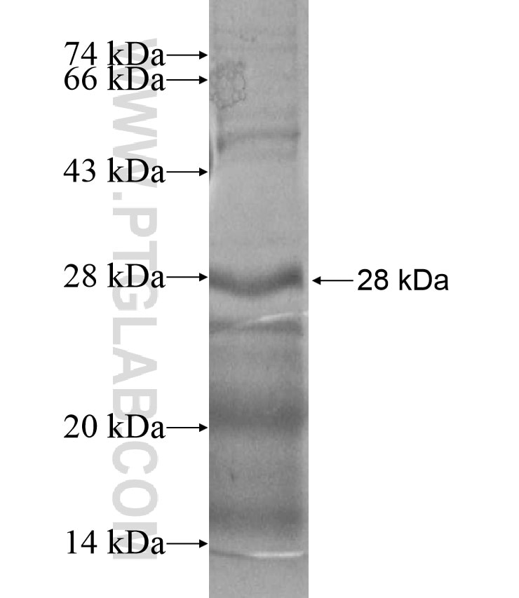 CD320 fusion protein Ag17605 SDS-PAGE