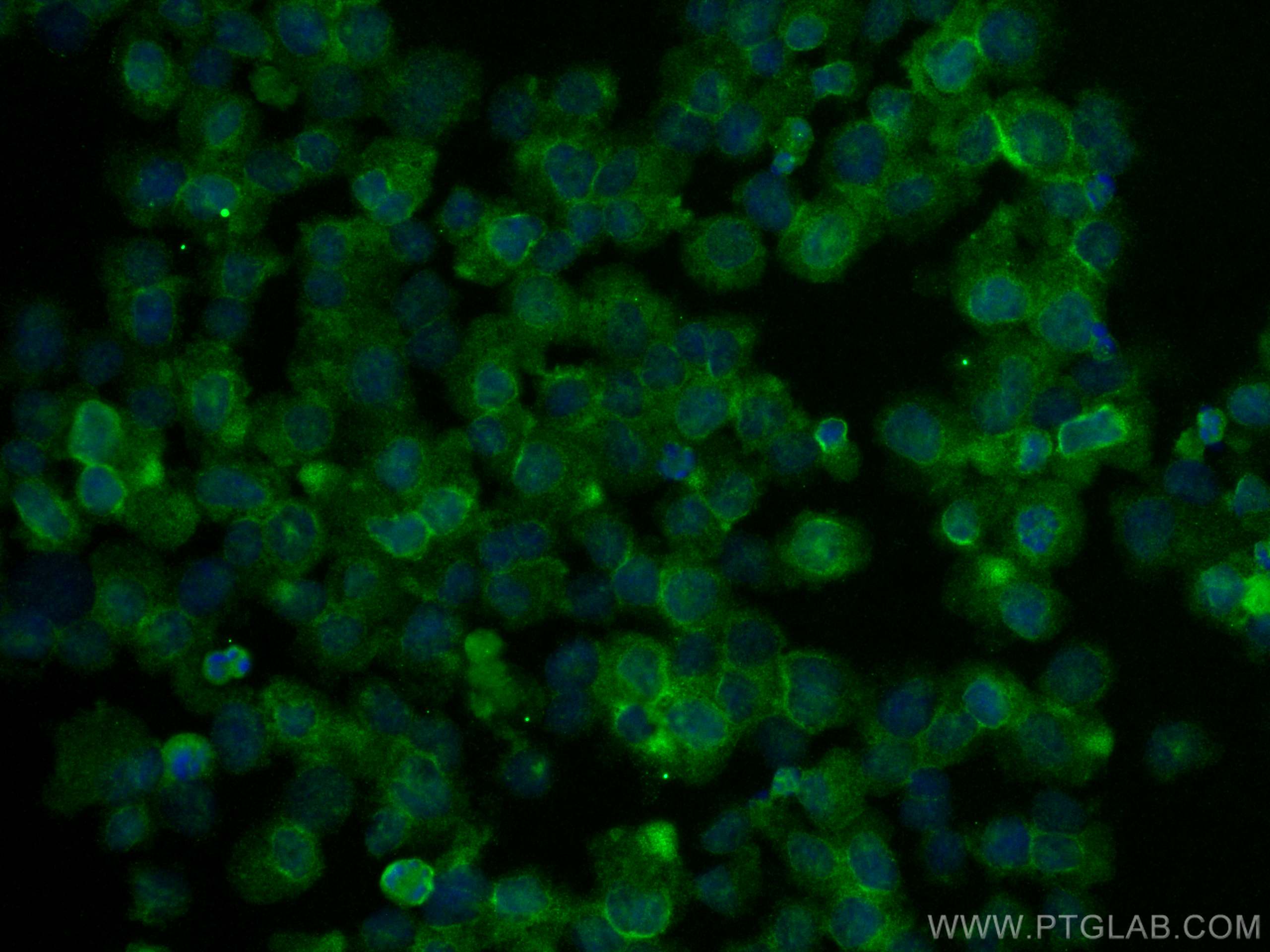 Immunofluorescence (IF) / fluorescent staining of THP-1 cells using CD33 Polyclonal antibody (17425-1-AP)