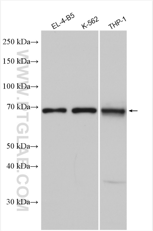 Western Blot (WB) analysis of various lysates using CD33 Polyclonal antibody (17425-1-AP)