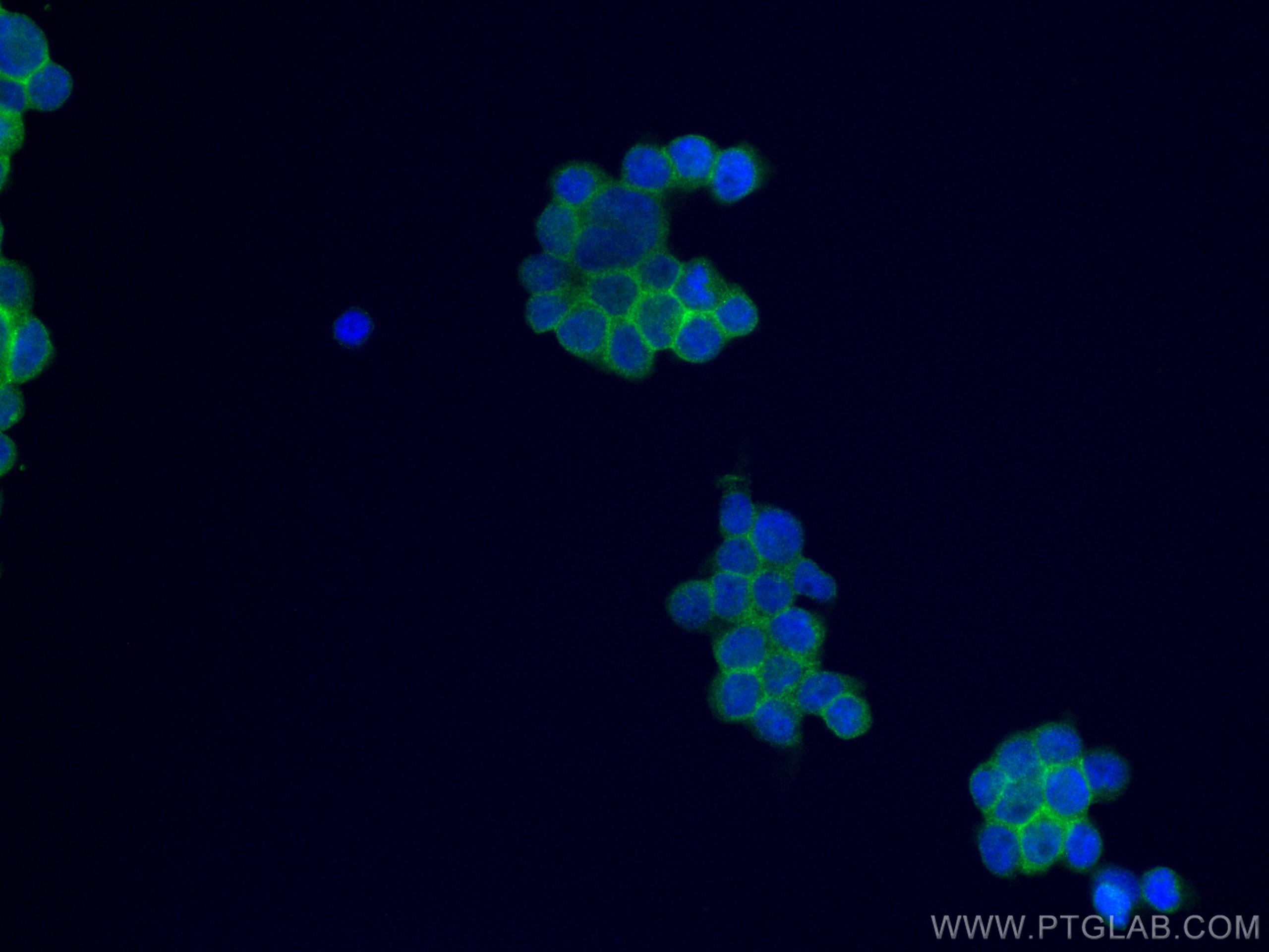 Immunofluorescence (IF) / fluorescent staining of THP-1 cells using CD33 Monoclonal antibody (67135-1-Ig)