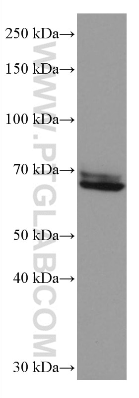 Western Blot (WB) analysis of HL-60 cells using CD33 Monoclonal antibody (67135-1-Ig)