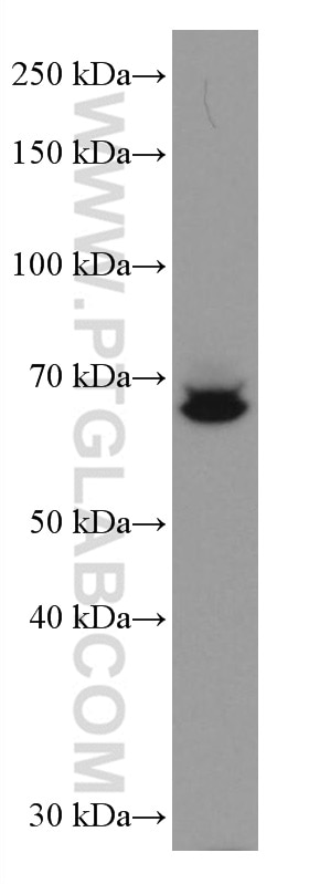 Western Blot (WB) analysis of THP-1 cells using CD33 Monoclonal antibody (67135-1-Ig)
